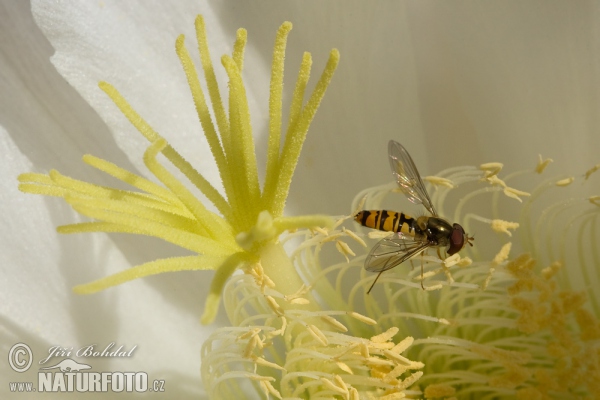 Hoverfly (Episyrphus balteatus)