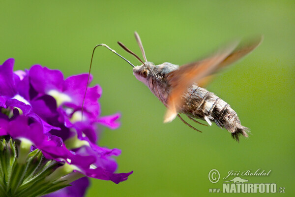 Hummingbird Hawk-moth (Macroglossum stellatarum)