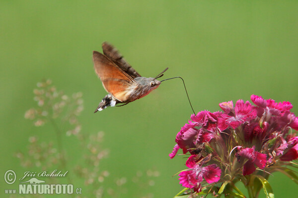 Hummingbird Hawk-moth (Macroglossum stellatarum)