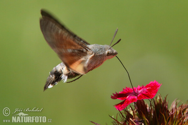 Hummingbird Hawk-moth (Macroglossum stellatarum)