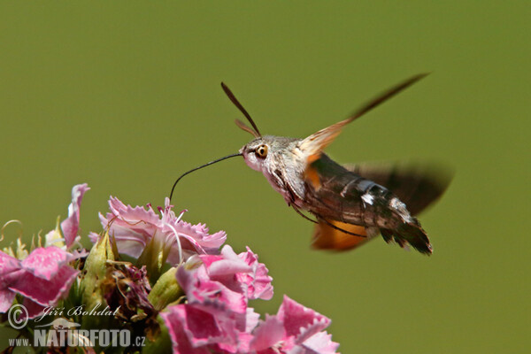 Hummingbird Hawk-moth (Macroglossum stellatarum)