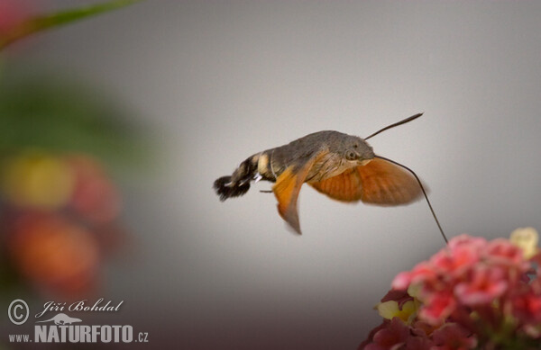 Hummingbird Hawk-moth (Macroglossum stellatarum)