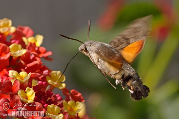 Hummingbird Hawk-moth (Macroglossum stellatarum)