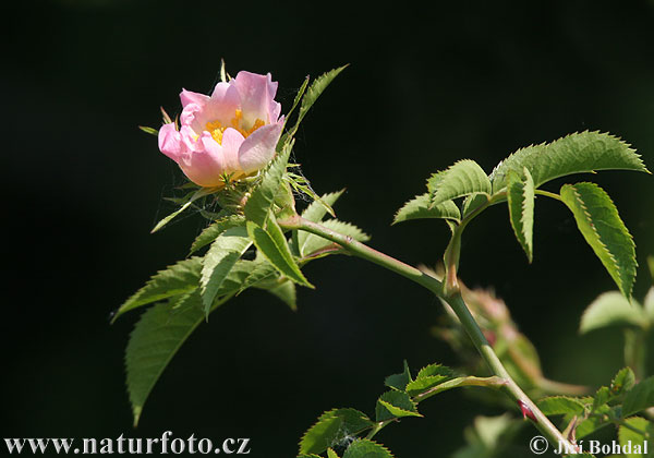 Hunde-Rose