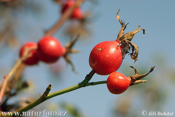 Hunde-Rose