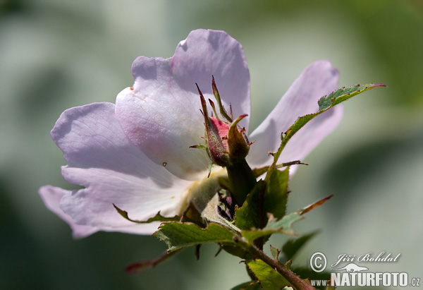 Hunde-Rose