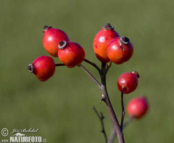 Hunde-Rose