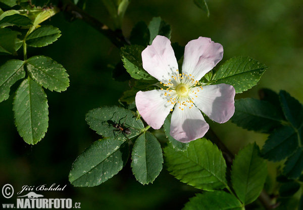 Hunde-Rose