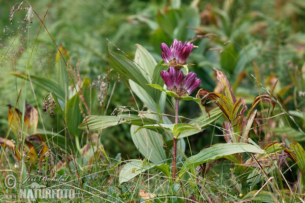 Hungarian Gentian (Gentiana pannonica)