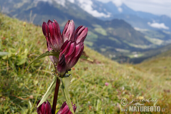 Hungarian Gentian (Gentiana pannonica)