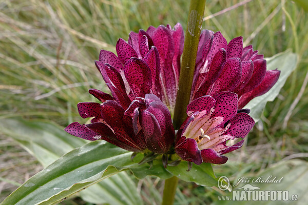 Hungarian Gentian (Gentiana pannonica)