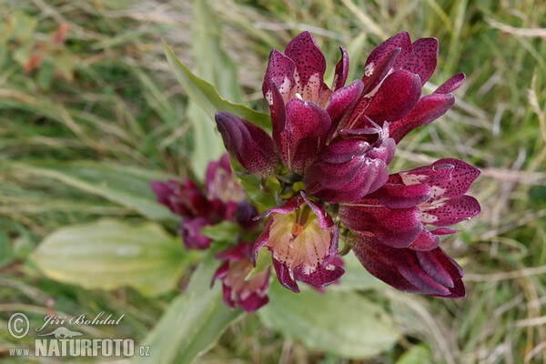 Hungarian Gentian (Gentiana pannonica)