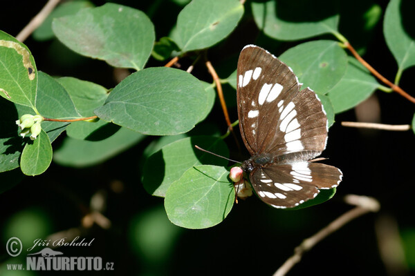 Hungarian Glider (Neptis rivularis)