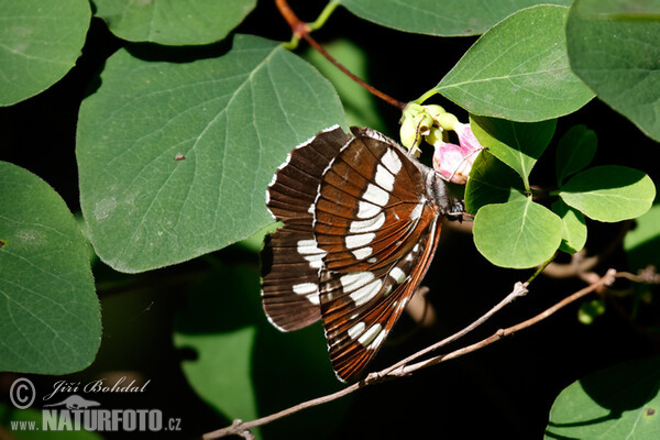 Hungarian Glider (Neptis rivularis)