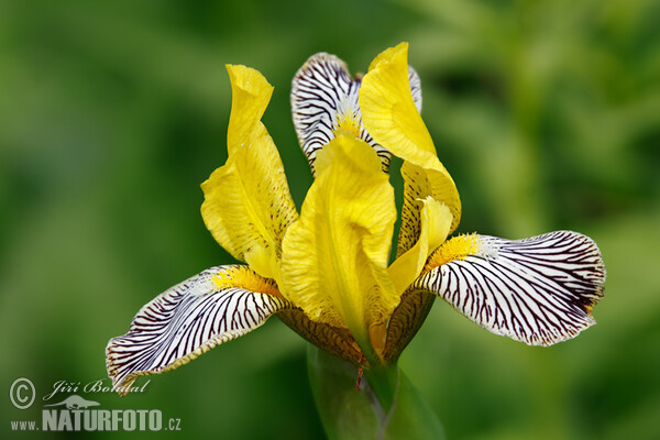 Hungarian Iris (Iris variegata)
