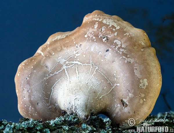 huş mantarı