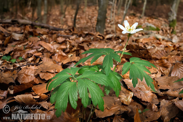 Hvid Anemone