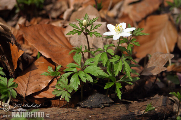 Hvid Anemone