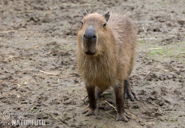 Hydrochoerus hydrochaeris