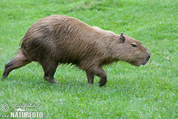 Hydrochoerus hydrochaeris