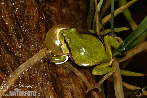 Hyla arborea