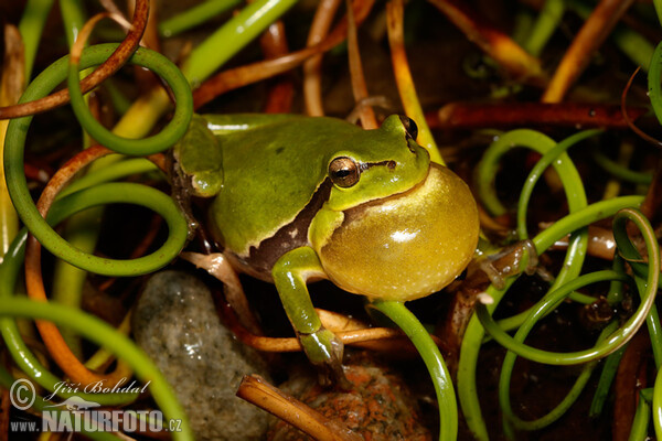 Hyla arborea