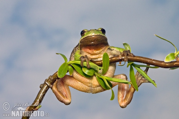 Hyla arborea