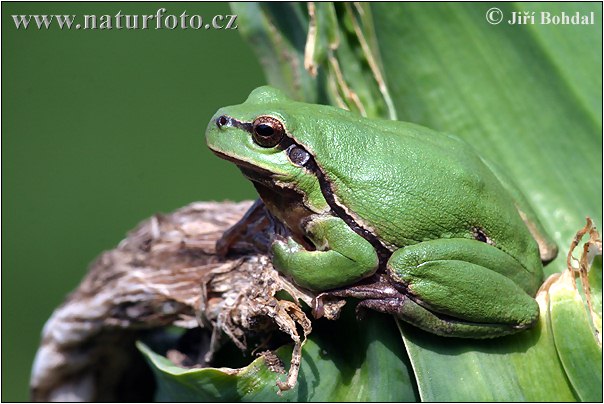 Hyla arborea