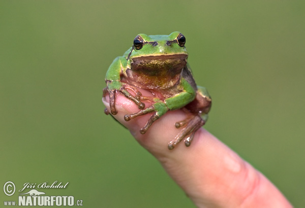 Hyla arborea