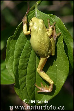 Hyla arborea