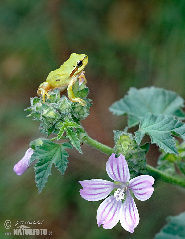 Hyla meridionalis