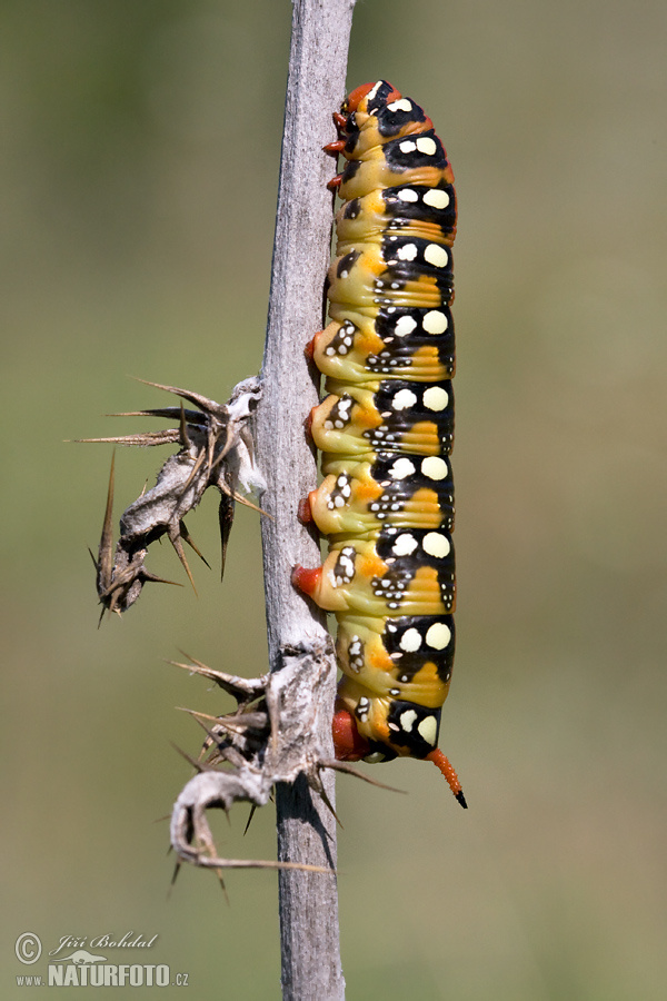 Hyles euphorbiae