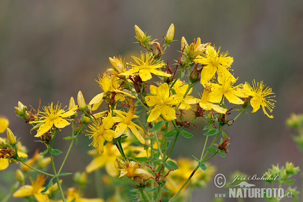 Hypericum perforatum