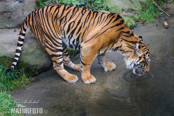 Hổ Sumatra