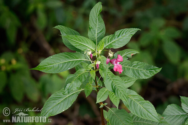 Impatiens glandulifera