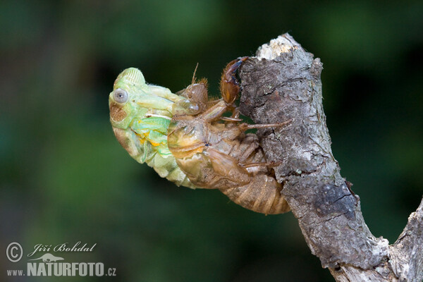 Incubation of the Cicade (Tibicina haematodes)