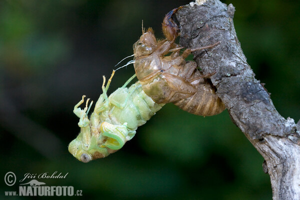 Incubation of the Cicade (Tibicina haematodes)