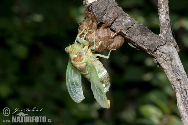 Incubation of the Cicade (Tibicina haematodes)