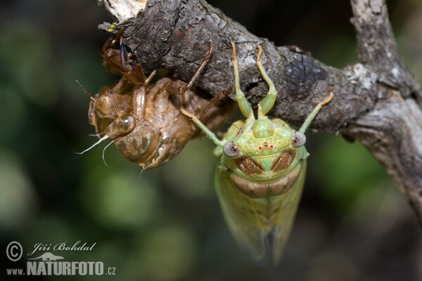 Incubation of the Cicade (Tibicina haematodes)