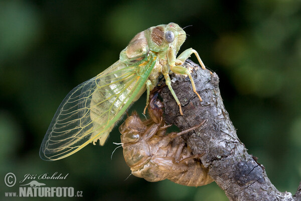 Incubation of the Cicade (Tibicina haematodes)
