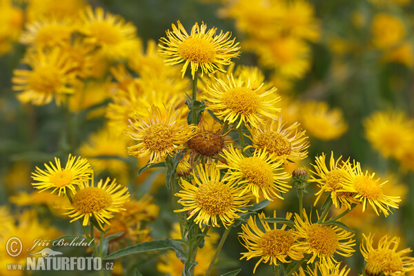 Inula britannica