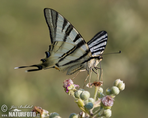 Iphiclides podalirius