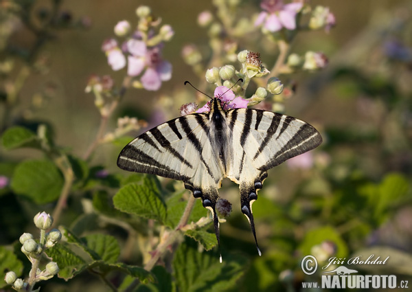 Iphiclides podalirius