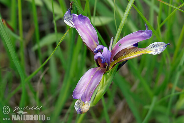 Iris (Iris graminea)