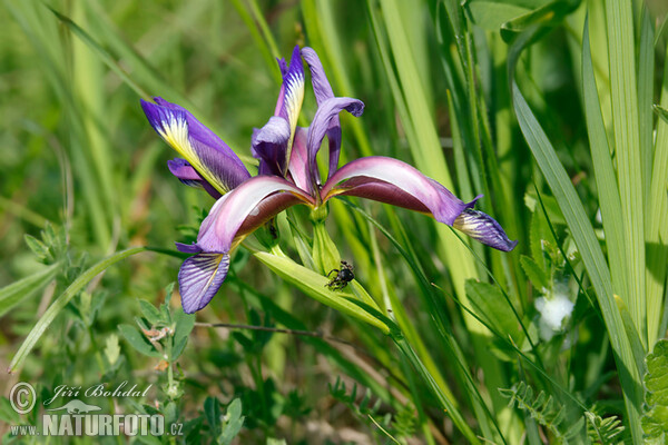 Iris (Iris graminea)