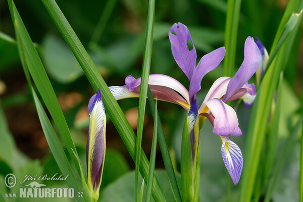 Iris (Iris graminea)