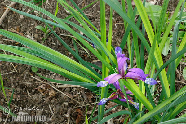 Iris (Iris graminea)