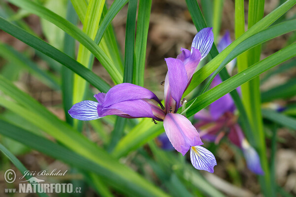 Iris (Iris graminea)
