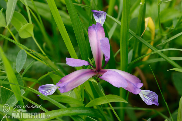 Iris graminea