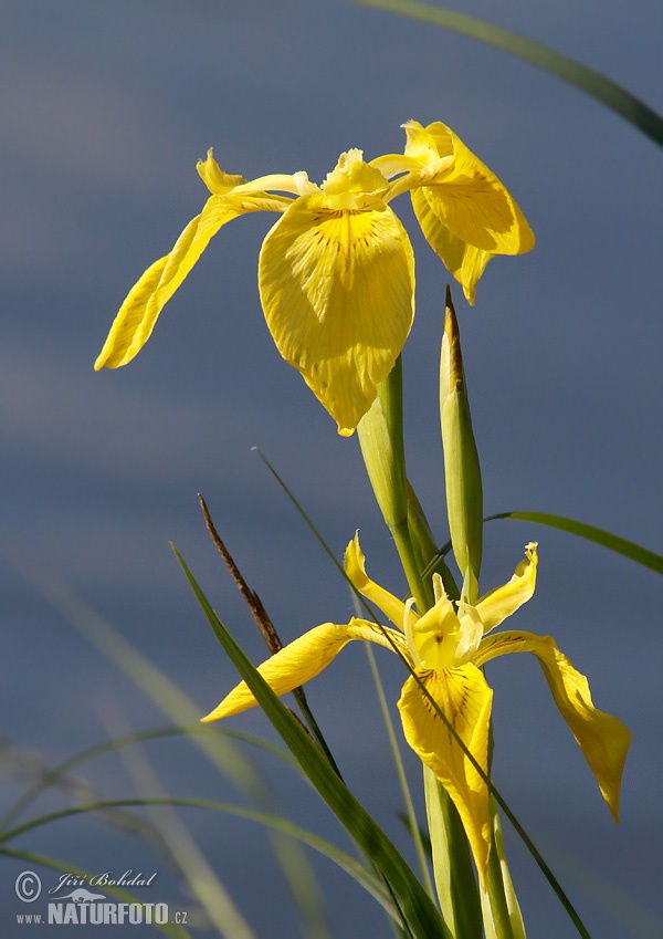 Iris pseudacorus